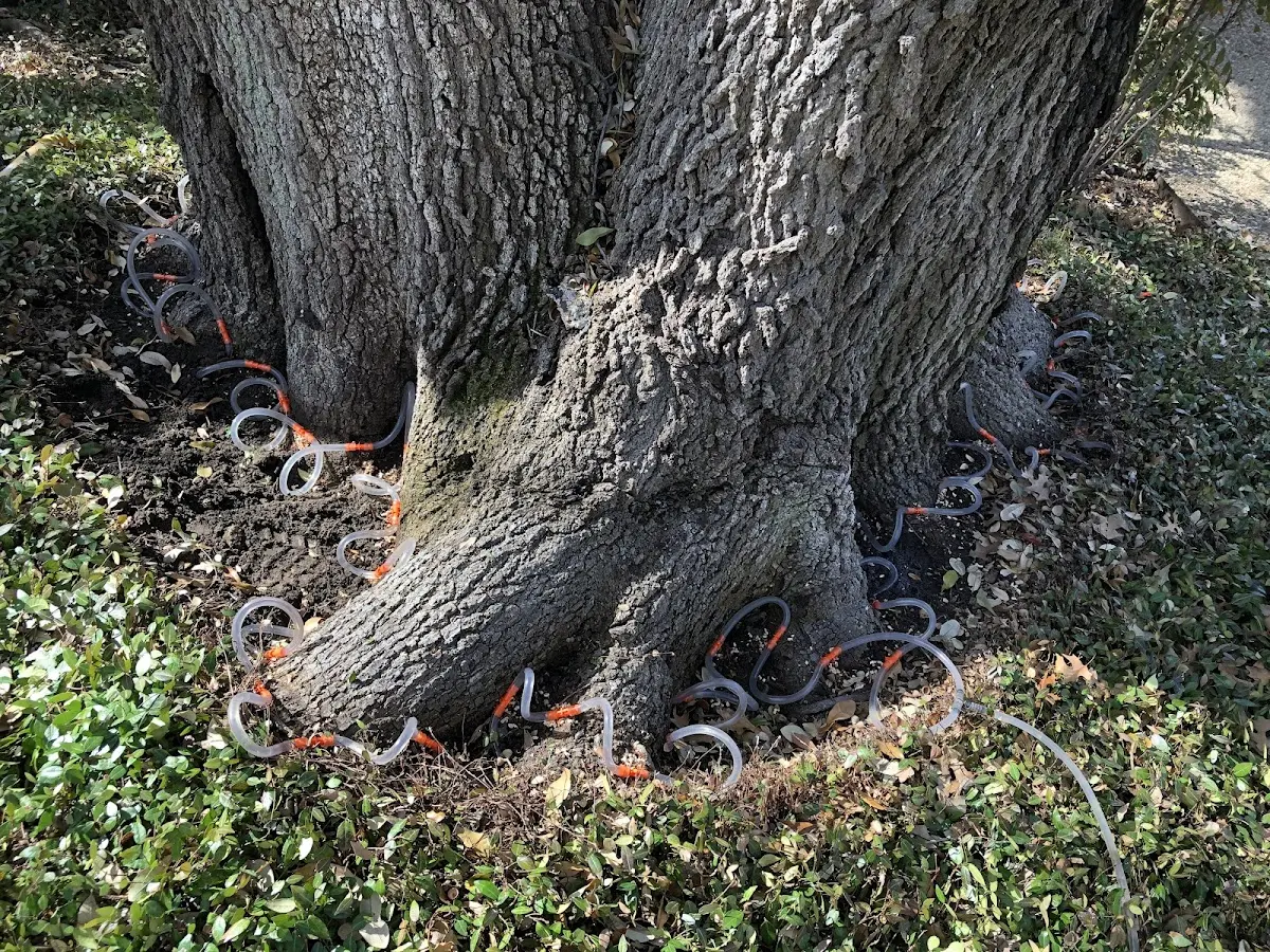 Detailed Tree Cabling and Bracing job site in Maine