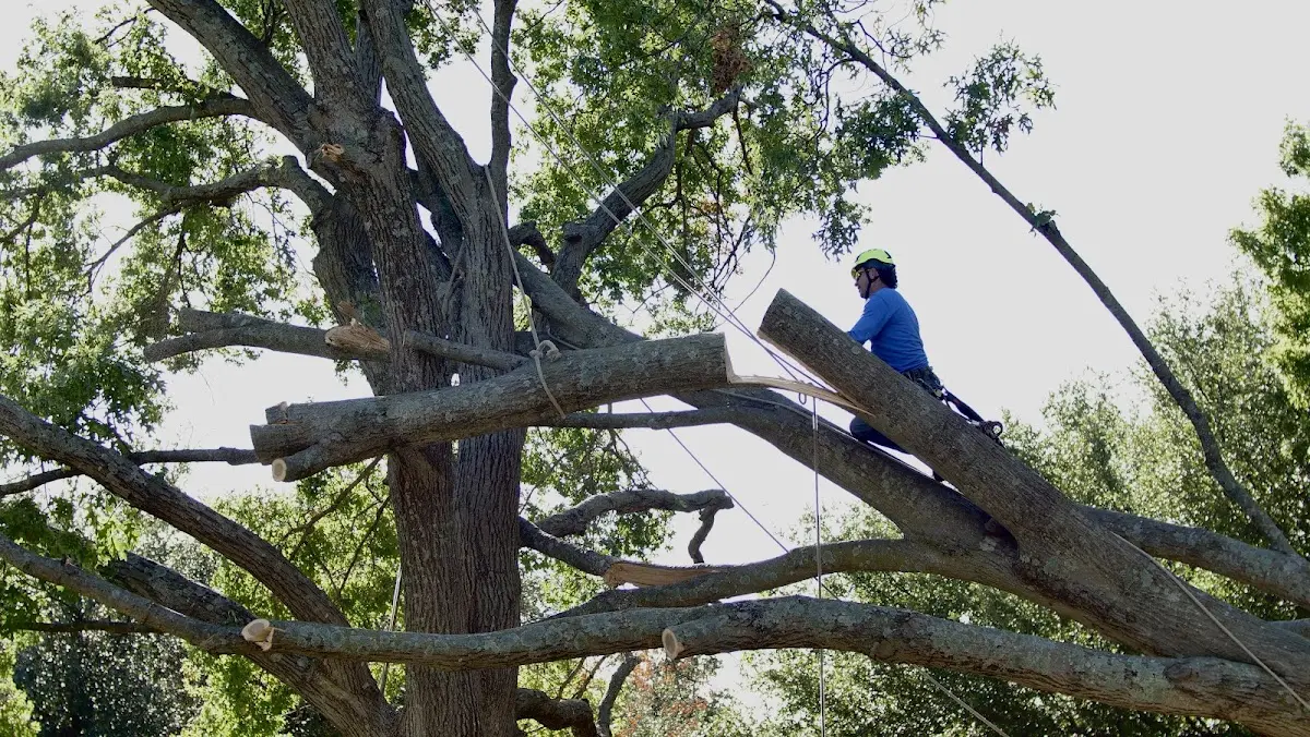 Professional Crown Thinning performed by certified arborists in Maine