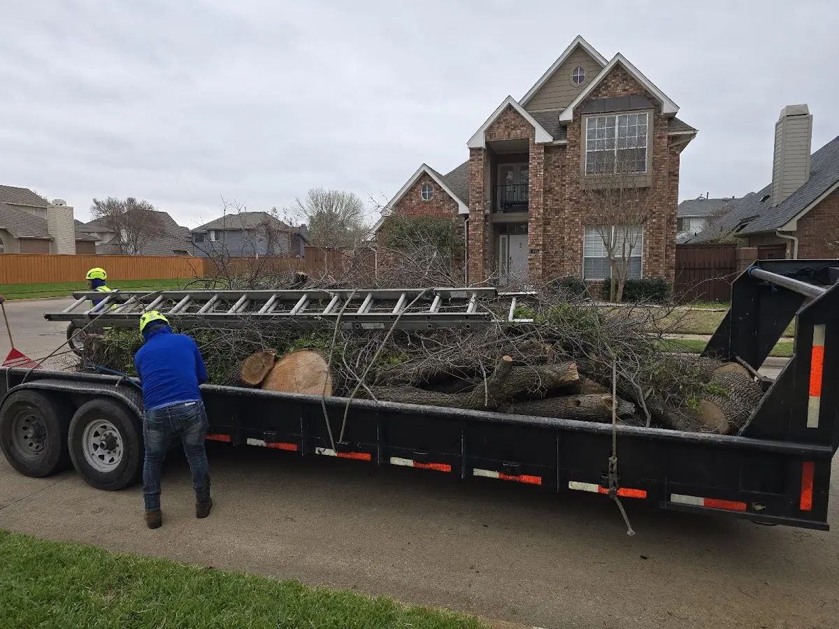 Expert Tree Pest Control with proper safety equipment in Maine